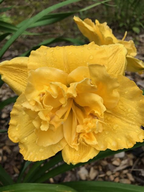 Betty Woods – Artemesia Daylilies