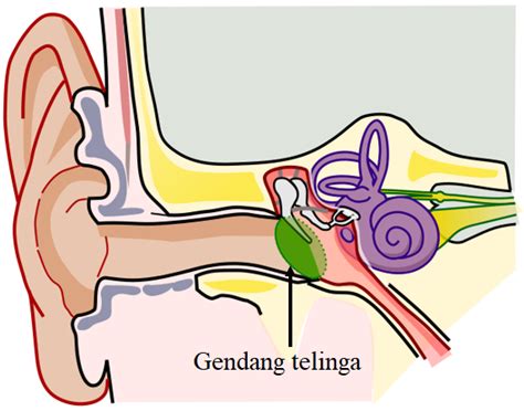 Gendang Telinga