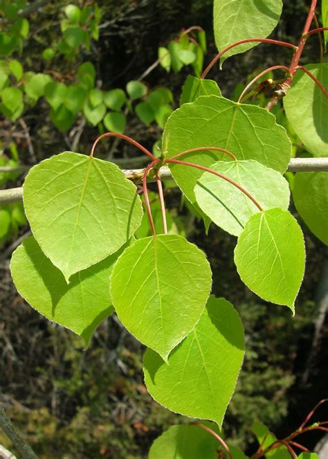 Pin on Leafs