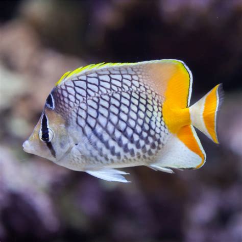 Pearlscale Butterflyfish (Chaetodon xanthurus) – Aquarium Fish Depot