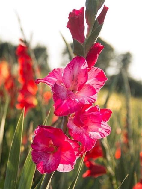 Gladiolus Flower Meaning and Symbolism - My Home Garden