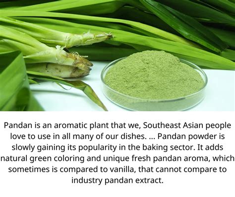 Desserts Made Easy With Pandan Leaf Powder - Pandan Leaf Extract Powder ...