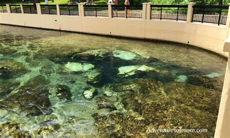 Under the Water at Salt Springs in the Ocala National Forest | Adventures of Mom