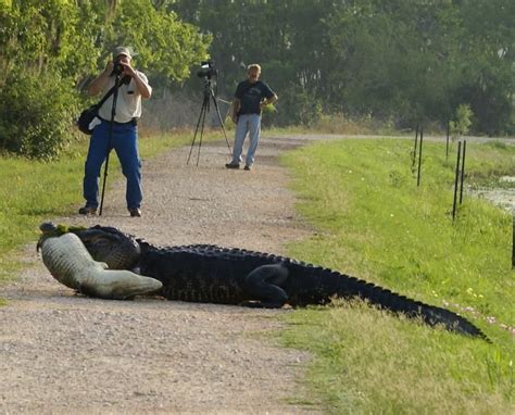 Alligators are common residents at Brazos Bend State Park, TX | State park cabins, State parks, Park