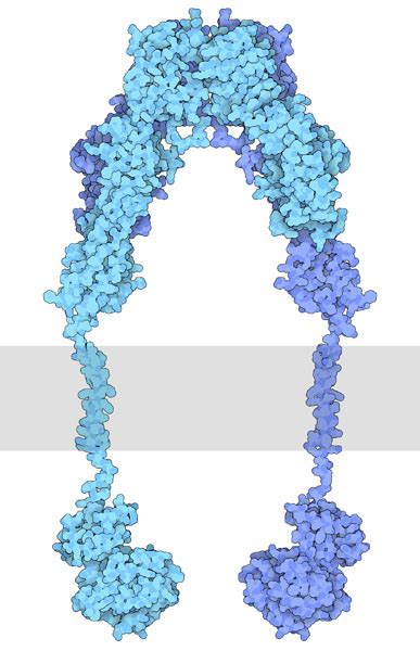 Insulin Receptor Structure