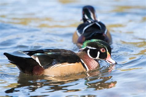 Wood duck mates determine migration routes - The Cullman Tribune