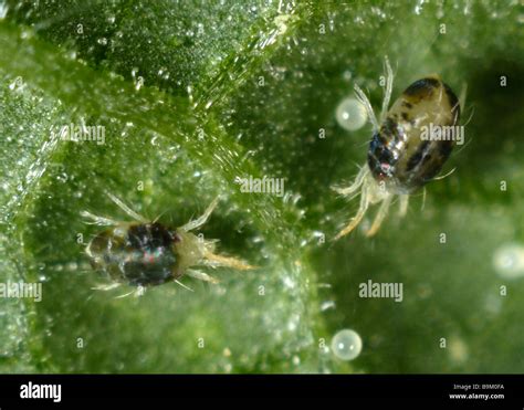 Two spotted spider mite Tetranychus urticae adult females eggs on a plant leaf surface Stock ...