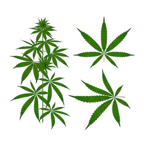 Bhang Leaves Images Clipart