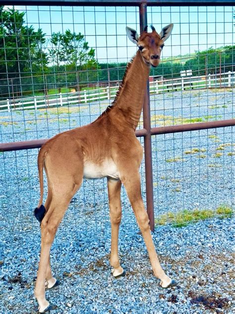 Rare spotless giraffe born at Tennessee zoo