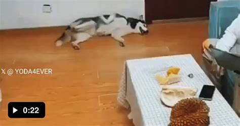 Husky's reaction to the smell of durian fruit for the first time.. - 9GAG