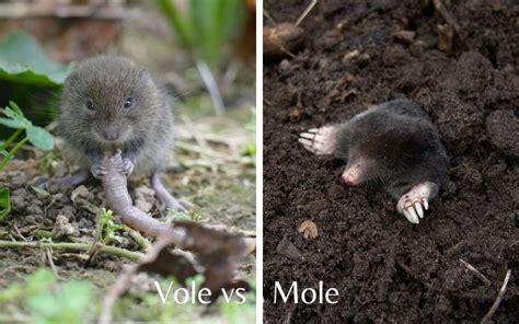 Vole Vs Mouse - Dear Adam Smith | Deer resistant plants, Mammals ...