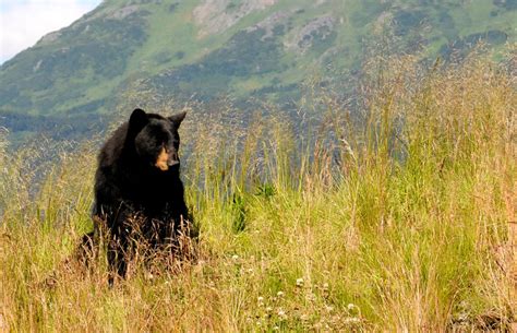 Wildlife in the Great Smoky Mountains – 4 and a half Street Inn