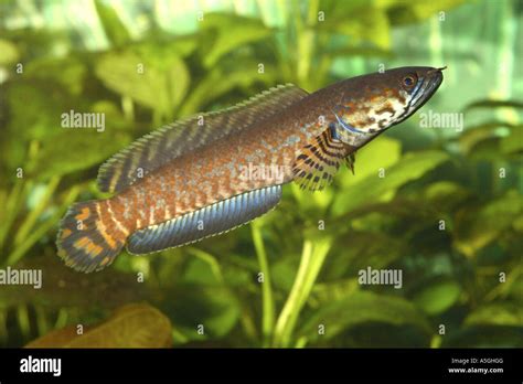 striped snakehead, Rainbow Snakehead (Channa bleheri), male, impressing behaviour Stock Photo ...