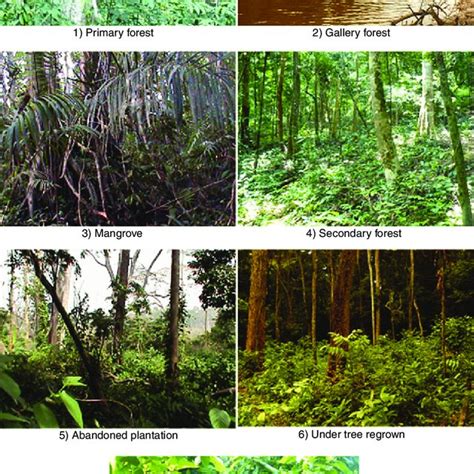 Different types of habitat inside the Dassioko Sud Forest Reserve ...