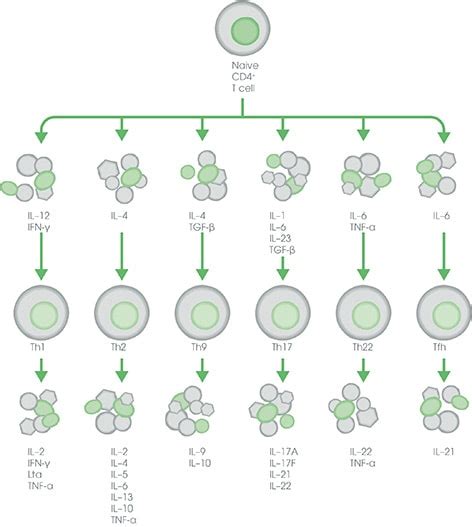 Cytokines, inflammation, and T cells | Abcam