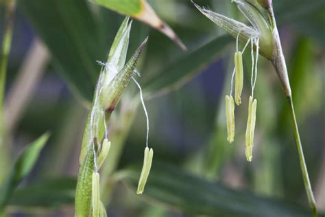 The Peculiar Mass Flowering Habits Of Bamboo | Bamboo Plants HQ