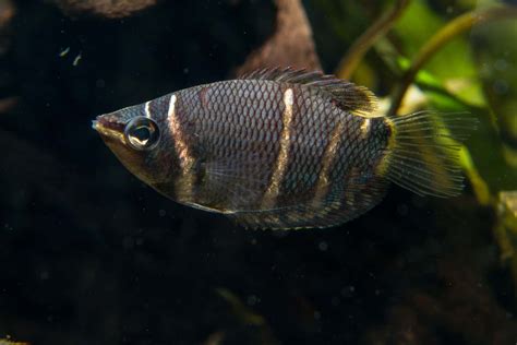 Chocolate Gourami (Sphaerichthys osphromenoides) | Aquariadise