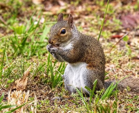 Squirrel Eating An Acorn Photograph by David Byron Keener