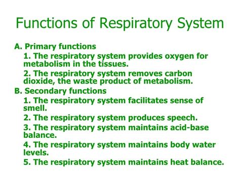 What Are The Primary Functions Of The Respiratory System - Design Talk