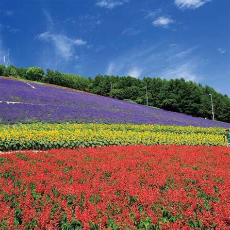 Hokkaido Lavender Fields: 6 Best Places in Furano to See Japan's ...