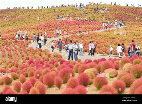 Crowd enjoying Autumn Landscape at Hitachi Seaside Park, Japan. During ...