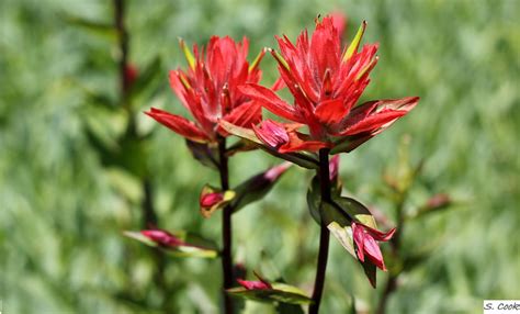 Wyoming State Flower | Indian Paintbrush | steven cook | Flickr