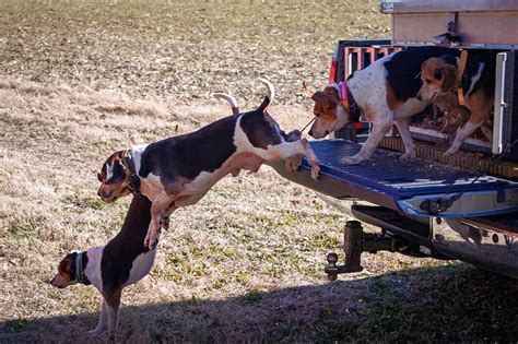 Deer Hunting With Dogs: An Old and Controversial Tradition