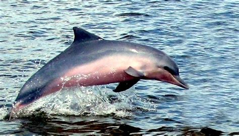 Tucuxi Dolphin – "OCEAN TREASURES" Memorial Library