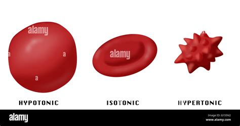 Illustration showing the effect of hypotonic, isotonic and hypertonic solutions on red blood ...