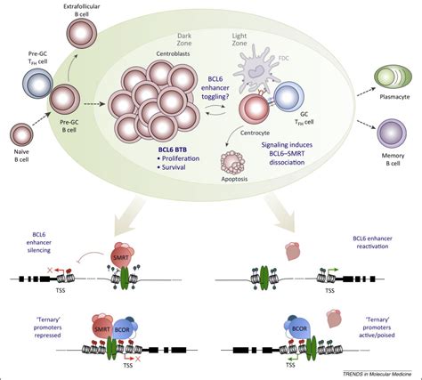 Breaking bad in the germinal center: how deregulation of BCL6 ...