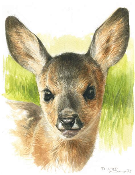 Roe deer fawn watercolour