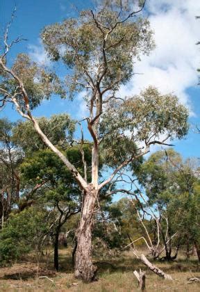 Manna Gum | Biodiversity of the Western Volcanic Plains