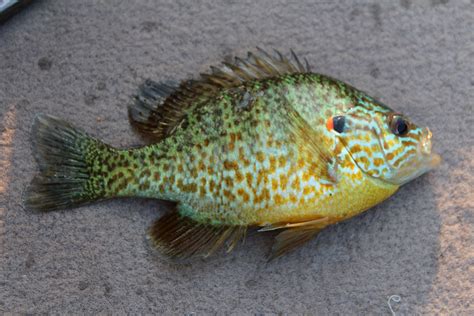 Sunfish (AKA Pumpkinseed)