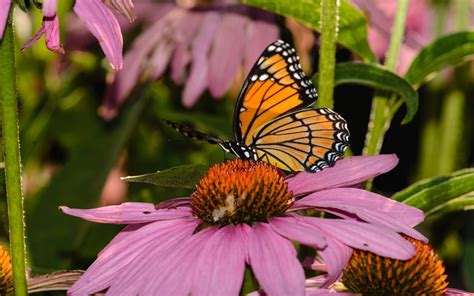 Viceroy Butterfly (Limenitis Archippus) | about animals