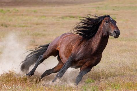 Wild Horses Running Wild and Free - Wild Mustangs Forever