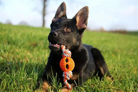 Best Chew Toys For German Shepherd Puppies | TheNoseyDog