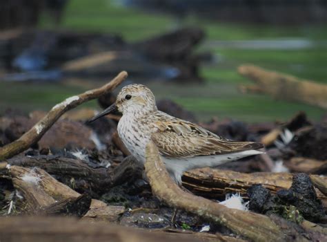 Western Sandpiper Identification | Bashakill Birder