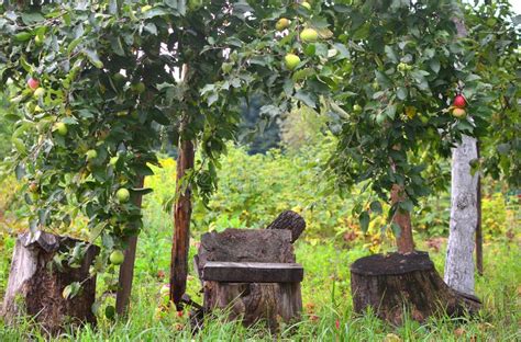 Apple Tree in the Old Garden Stock Photo - Image of stump, apple: 134764796