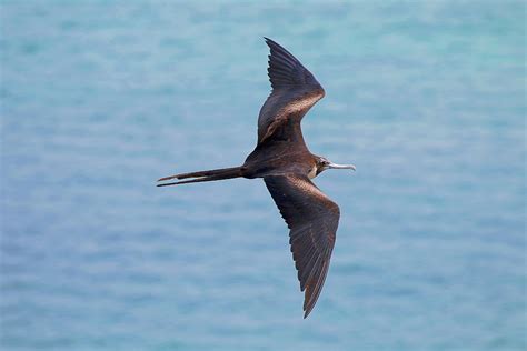 Flying Over The Frigate Bird Photograph by Cavan Images | Fine Art America