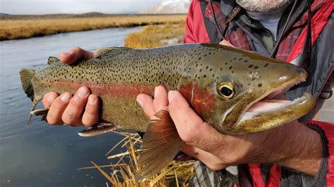 Mammoth Lakes and Bishop Fishing Reports - Sierra Trout Magnet Fly ...