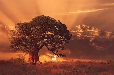 Brown tree in field during sunet, nature, landscape, sunset, trees HD ...