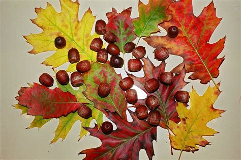 File:Fall leaves and acorns.jpg - Wikimedia Commons
