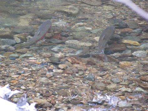 Fish in Yakima River Basin Stream - Yakima Basin Fish and Wildlife Recovery Board