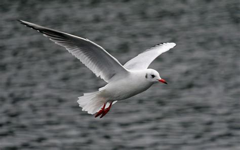 Free photo: Flying seagull - Animal, Bird, Clouds - Free Download - Jooinn