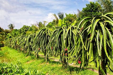 How to Grow and Care for Dragon Fruit Cactus (Hylocereus undatus) | Florgeous