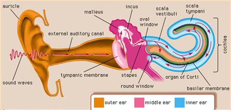 Image result for formation of human ear