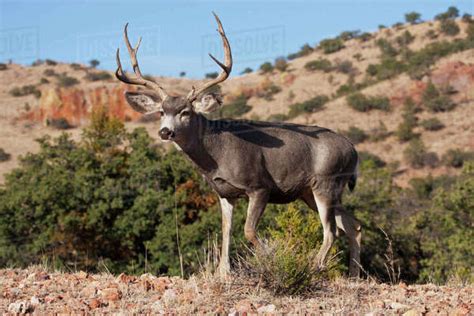 Desert Mule Deer (Odocoileus hemionus) buck in desert mountain habitat ...