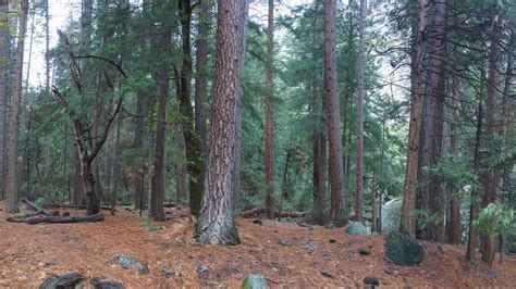 Pine Woods Of California Free Stock Photo - Public Domain Pictures