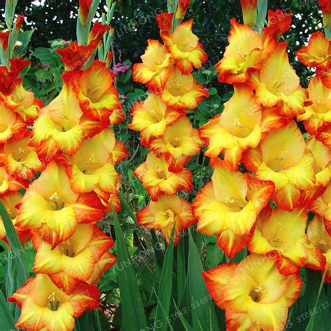 Multi-Color True Gladiolus Bulbs Beautiful Gladiolus Flower Bulbs Flower 2 Bulbs - Seeds