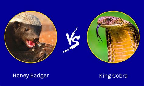 Honey Badger vs King Cobra: Who Would Win in a Fight? - A-Z Animals